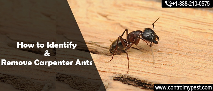 carpenter ants removal, get rid of carpenter ants, how to remove carpenter ads