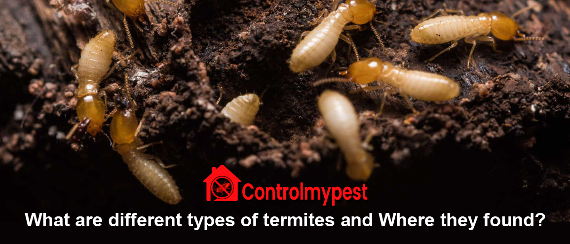 types of termites, get rid of termites, where termites found