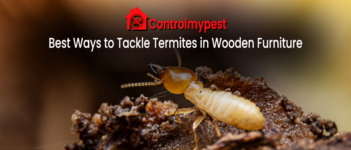 get rid of termites, tackle termites, termite treatment