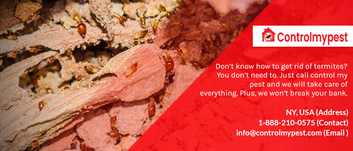 termites cost, termites pest control, cost of termites