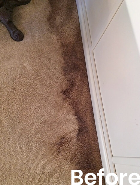 pest removal near me