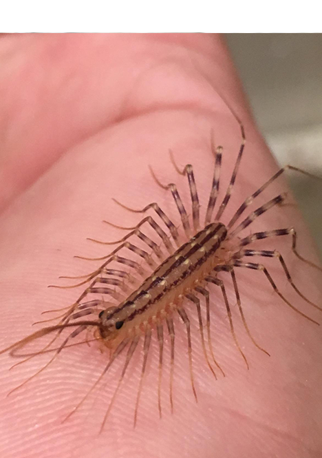 Pest Control centipede in USA