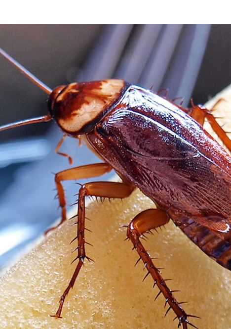 Affordable Cockroach Pest Control Services Near Your Premises 
