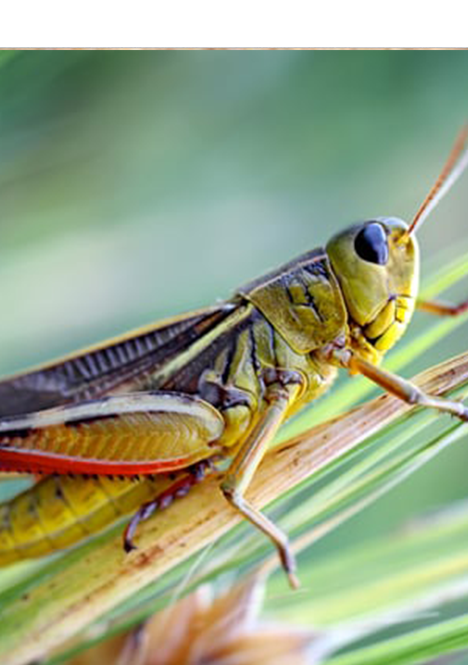How to get rid of crickets in house