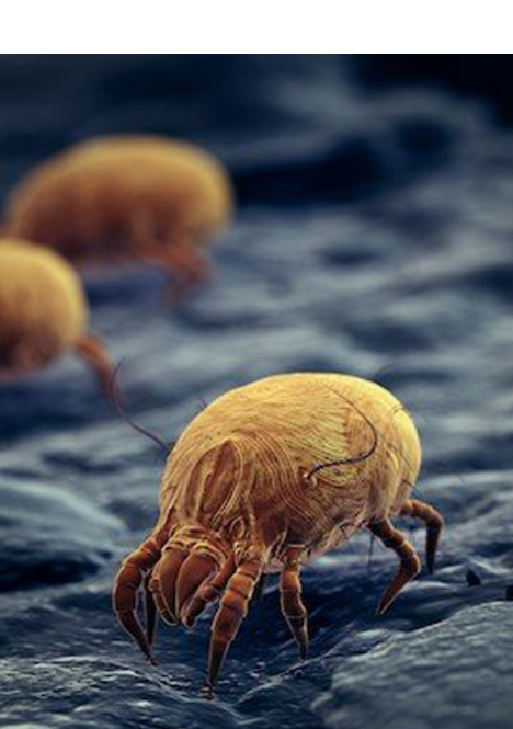 How to control dust mites