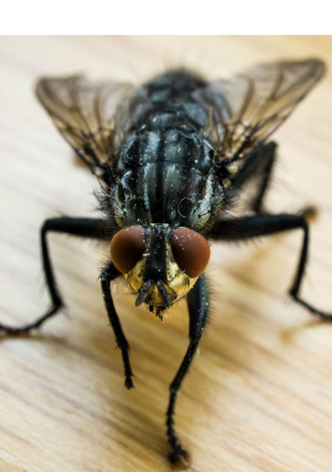 Flies Pest Control