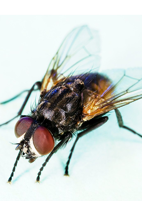 How to control flies