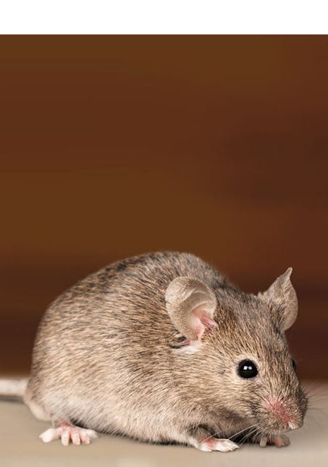 
Pest Control Mice