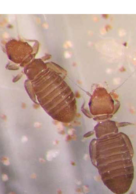 Paper Lice Pest Control